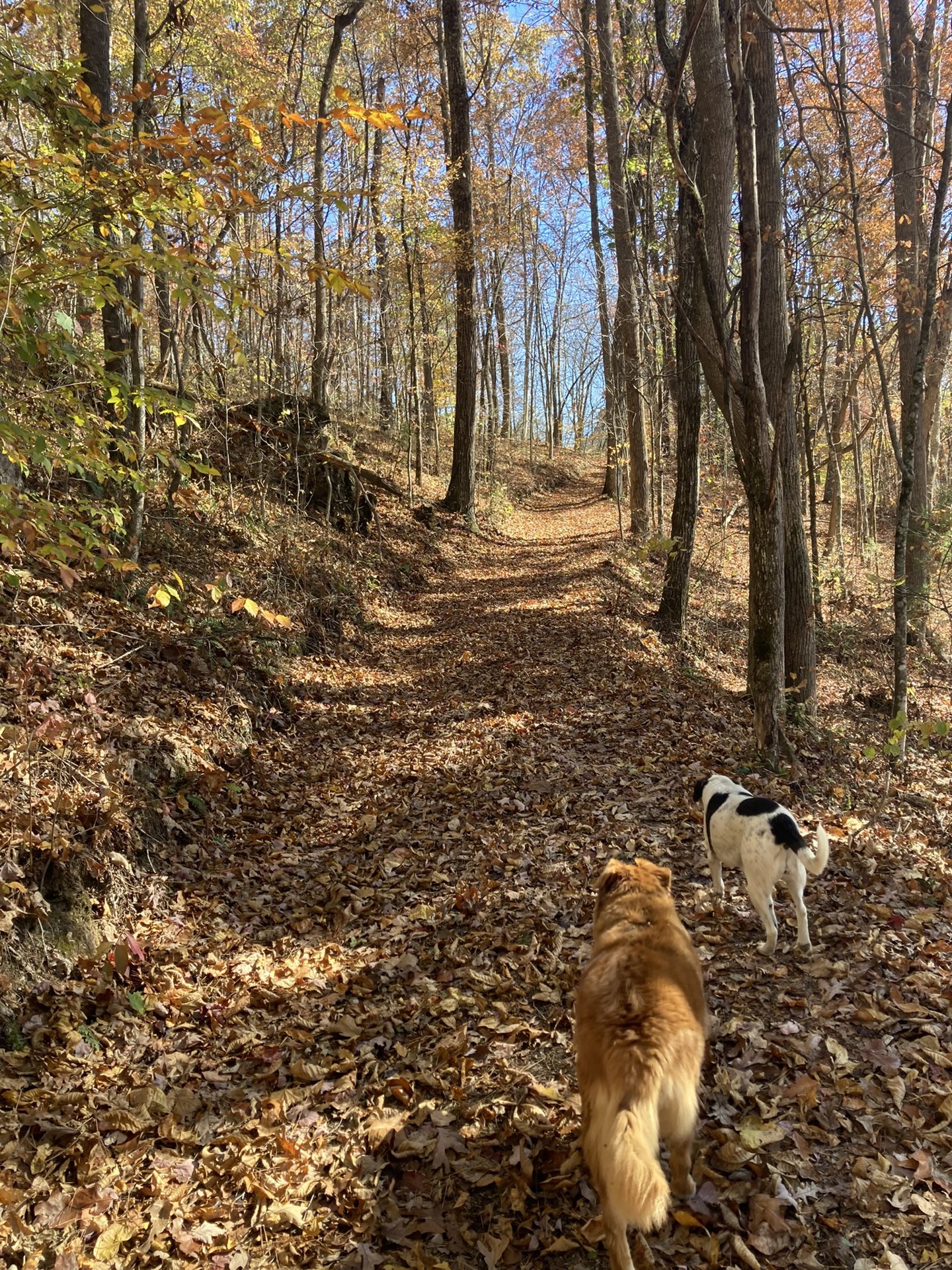 Rescue dogs leading the way down a wooded trail